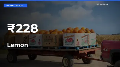 Lemon Shows Strong Mandi Trend – July 09 Market Update