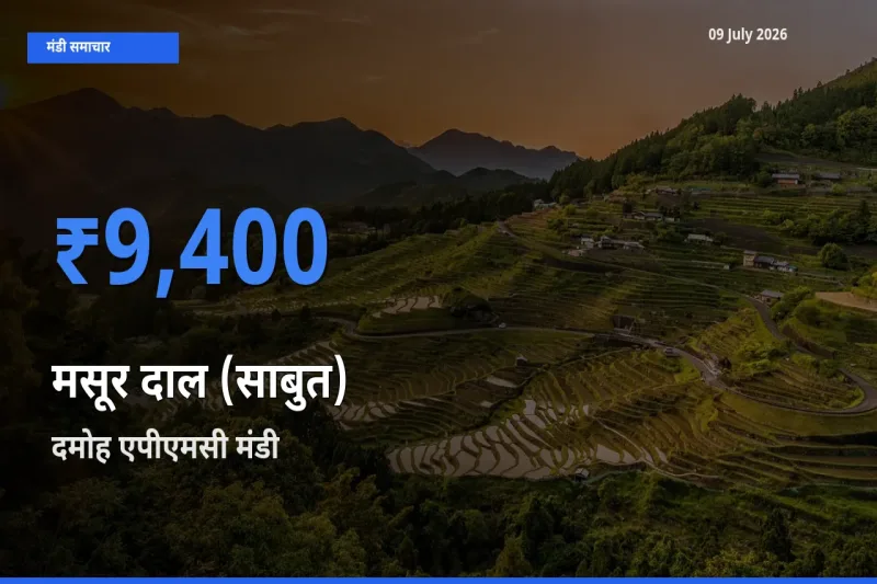 बाज़ार संकेत: दमोह एपीएमसी बना मसूर दाल (साबुत) के लिए आज की टॉप मंडी