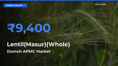 Market Watch: Damoh APMC Becomes Top Mandi for Lentil(Masur)(Whole)