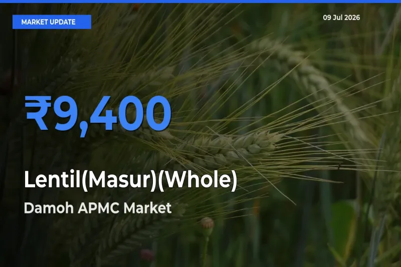 Market Watch: Damoh APMC Becomes Top Mandi for Lentil(Masur)(Whole)