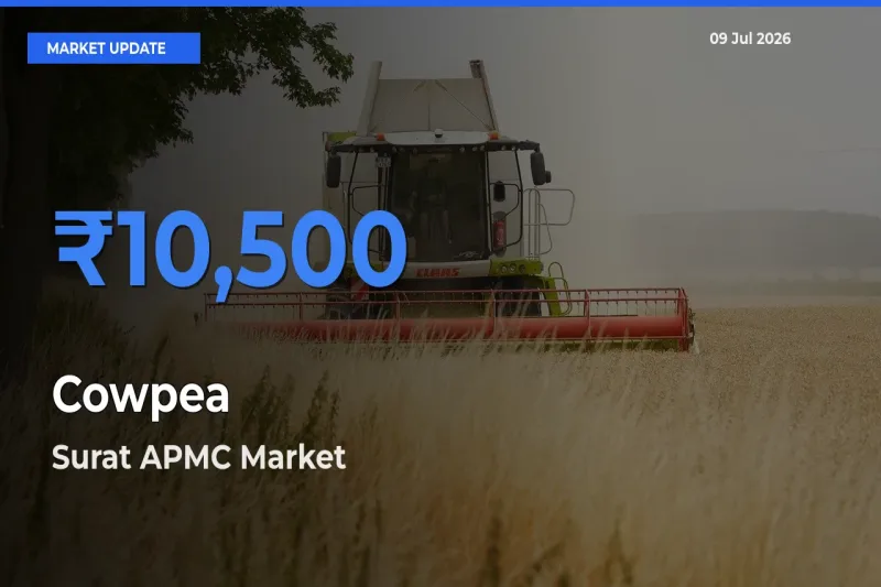 Surat APMC Offers ₹10,500 – Highest Cowpea Rate Today