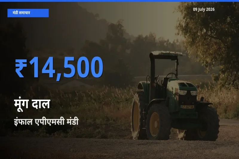 आज मूंग दाल के सबसे ज़्यादा दाम इंफाल एपीएमसी मंडी में दर्ज