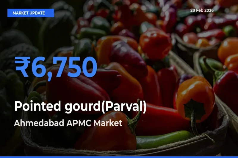 Ahmedabad APMC Leads as Top Mandi for Pointed gourd(Parval) Prices