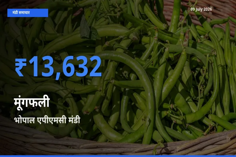 09 July अपडेट: मूंगफली के सबसे ऊँचे दाम भोपाल एपीएमसी मंडी में