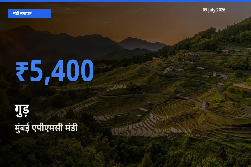 मुंबई एपीएमसी मंडी में गुड़ ₹5,400 पर पहुँचा – आज का सर्वोच्च भाव