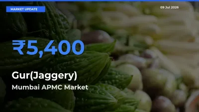 Gur(Jaggery) Mandi Rate Today: Mumbai APMC Tops the List