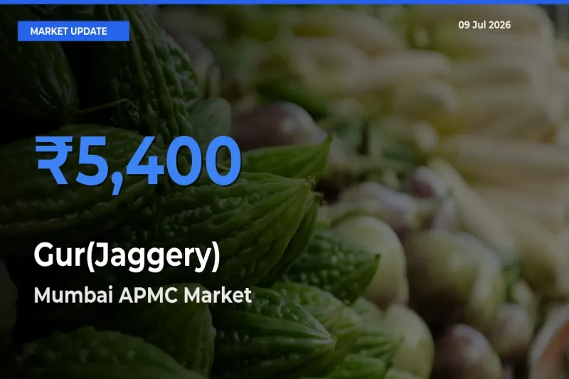Gur(Jaggery) Mandi Rate Today: Mumbai APMC Tops the List