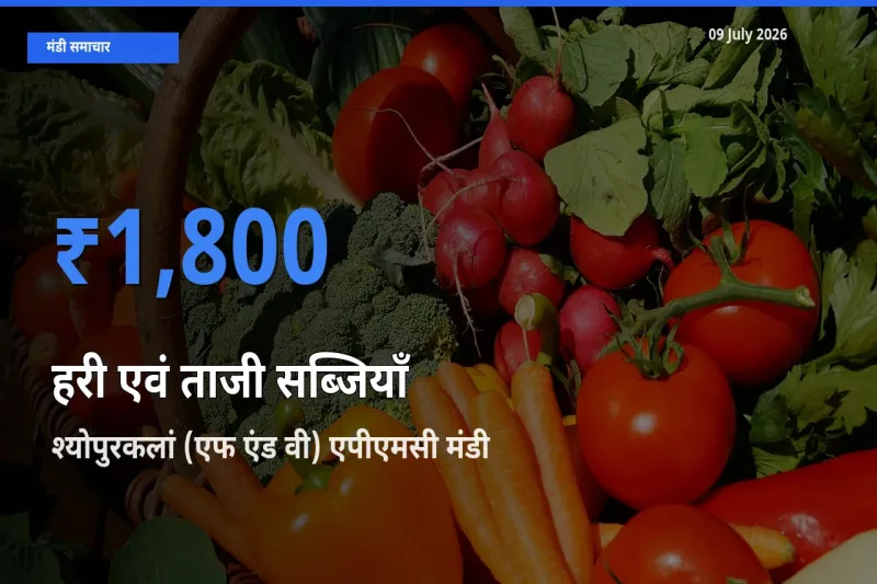 आज हरी एवं ताजी सब्जियाँ के सबसे ऊँचे दाम ₹1,800 श्योपुरकलां (एफ एंड वी) एपीएमसी मंडी में