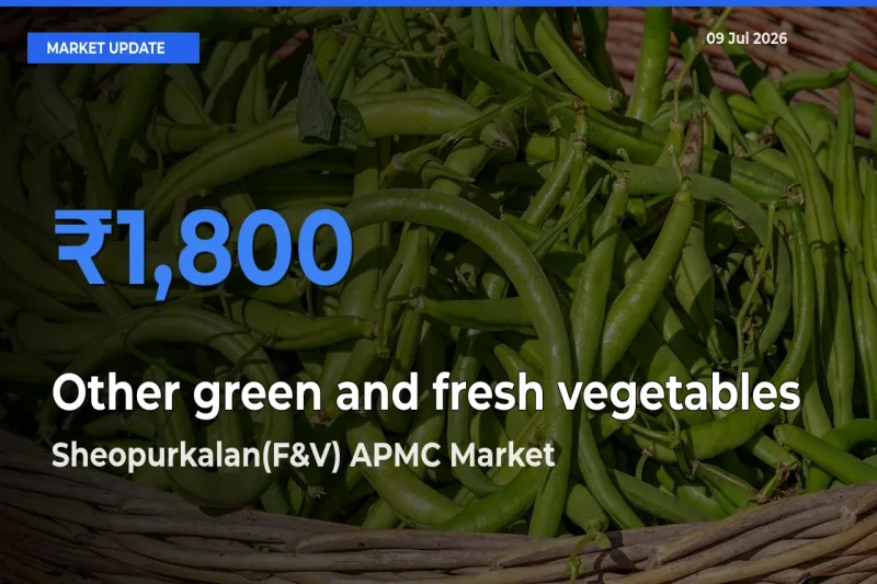 Top Performer! Sheopurkalan(F&V) APMC Offers Best Other green and fresh vegetables Price Today
