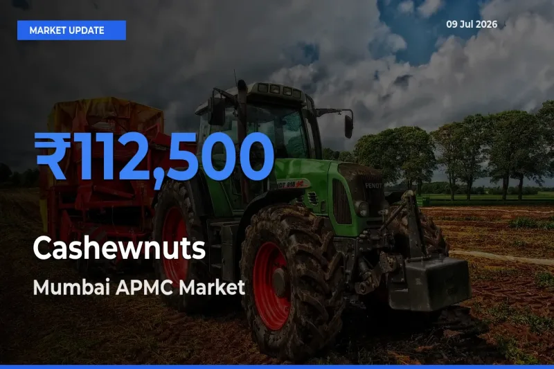 Top Performer! Mumbai APMC Offers Best Cashewnuts Price Today