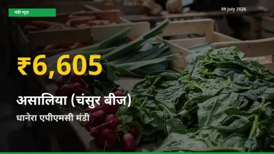 धानेरा एपीएमसी में असालिया (चंसुर बीज) ₹6,605 पर पहुँचा – अब तक का उच्चतम भाव