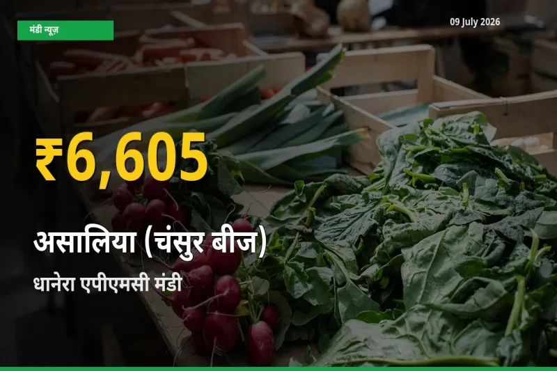 धानेरा एपीएमसी में असालिया (चंसुर बीज) ₹6,605 पर पहुँचा – अब तक का उच्चतम भाव