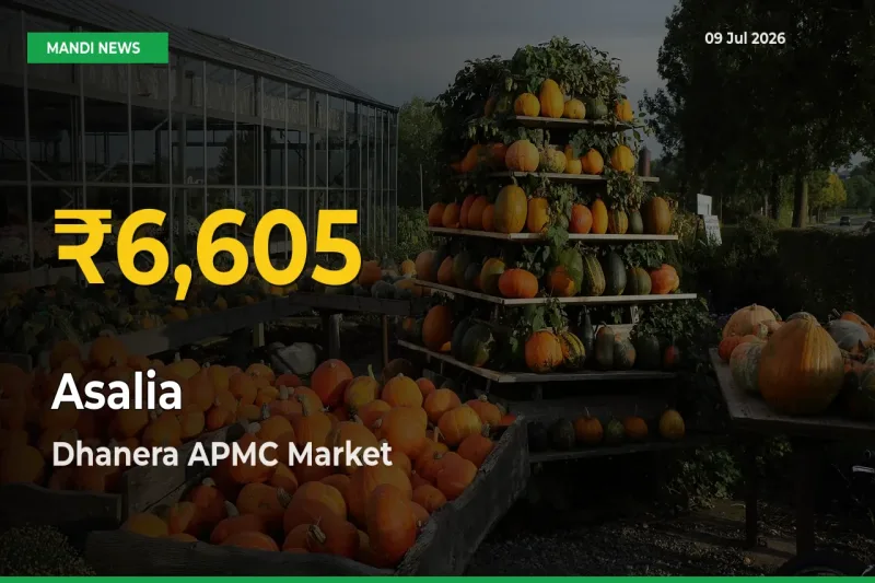 Why Asalia Prices Are Climbing in Dhanera APMC – Today’s New High Explained