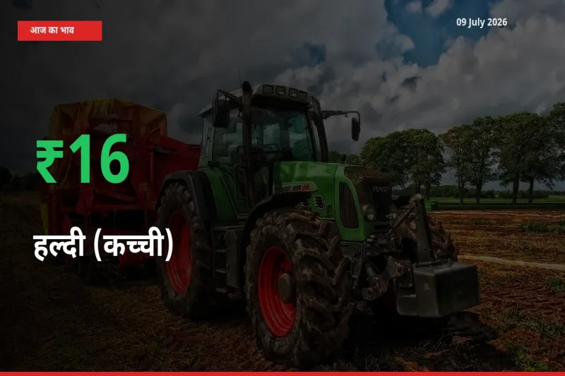 अचानक तेजी! मंडी में हल्दी (कच्ची) के दाम 15.79% चढ़े
