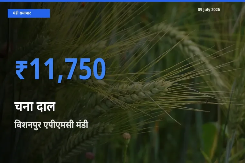 बिशनपुर एपीएमसी मंडी में आज चना दाल के सबसे ऊँचे दाम दर्ज