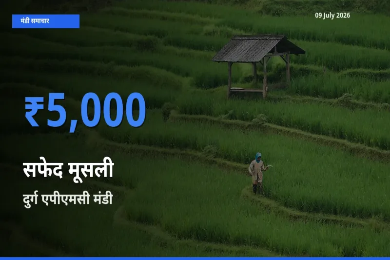 आज का मंडी भाव: सफेद मूसली के सबसे ज़्यादा दाम दुर्ग एपीएमसी में