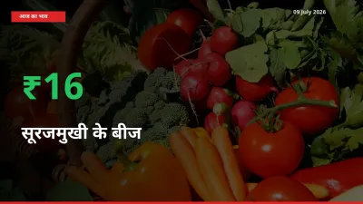 सूरजमुखी के बीज के दाम प्रमुख मंडी में 15.72% बढ़े, 24 घंटे में बड़ा बदलाव