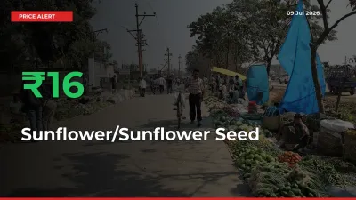 Sharp Jump! Sunflower/Sunflower Seed Prices Climb 15.72% in 24 Hours at Key Mandis