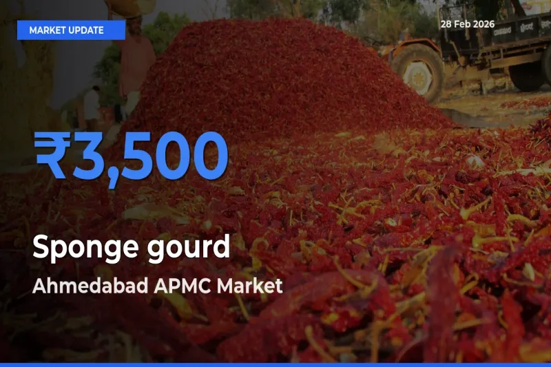 Ahmedabad APMC Tops Sponge gourd Rates – February 28 Market Update