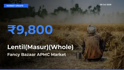 Fancy Bazaar APMC Records Highest ₹9,800 Rate for Lentil(Masur)(Whole)