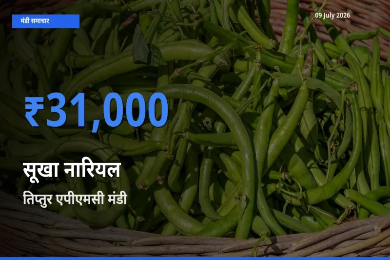 तिप्तुर एपीएमसी मंडी में आज सूखा नारियल के सबसे ऊँचे दाम दर्ज