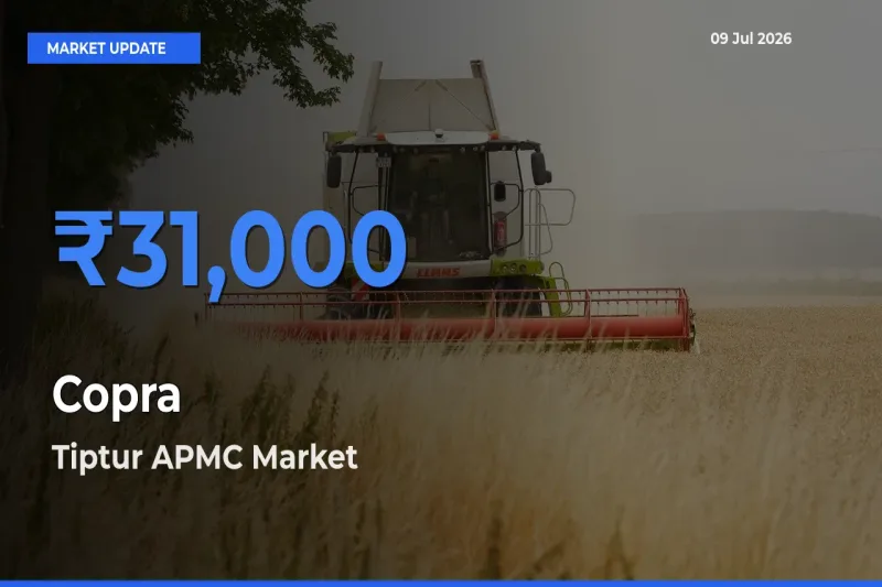 Market Watch: Tiptur APMC Becomes Top Mandi for Copra