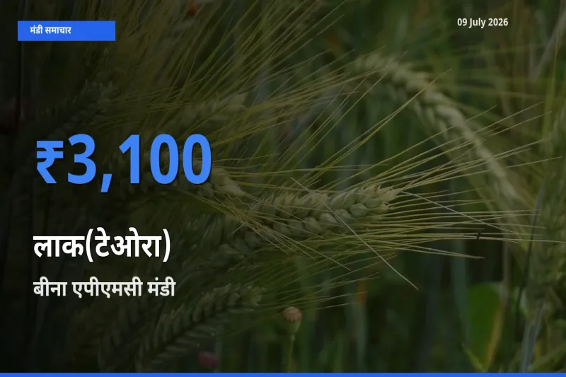 09 July अपडेट: लाक(टेओरा) के सबसे ऊँचे दाम बीना एपीएमसी मंडी में