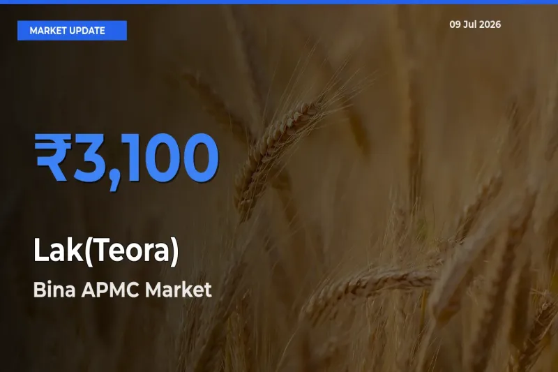 Top Performer! Bina APMC Offers Best Lak(Teora) Price Today