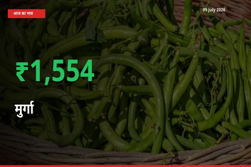 मुर्गा 1553.97% उछला, मंडी