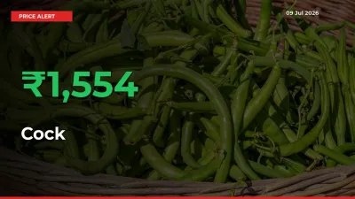 Cock Mandi Rate Today: Prices Jump 1553.97% at Market
