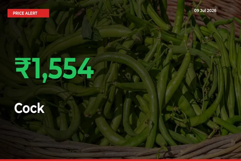 Cock Mandi Rate Today: Prices Jump 1553.97% at Market
