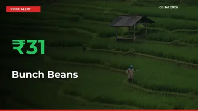 30.81% Spike in Bunch Beans Prices – Mandi Sees Sudden Rally
