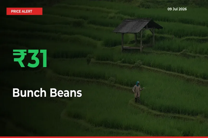 30.81% Spike in Bunch Beans Prices – Mandi Sees Sudden Rally