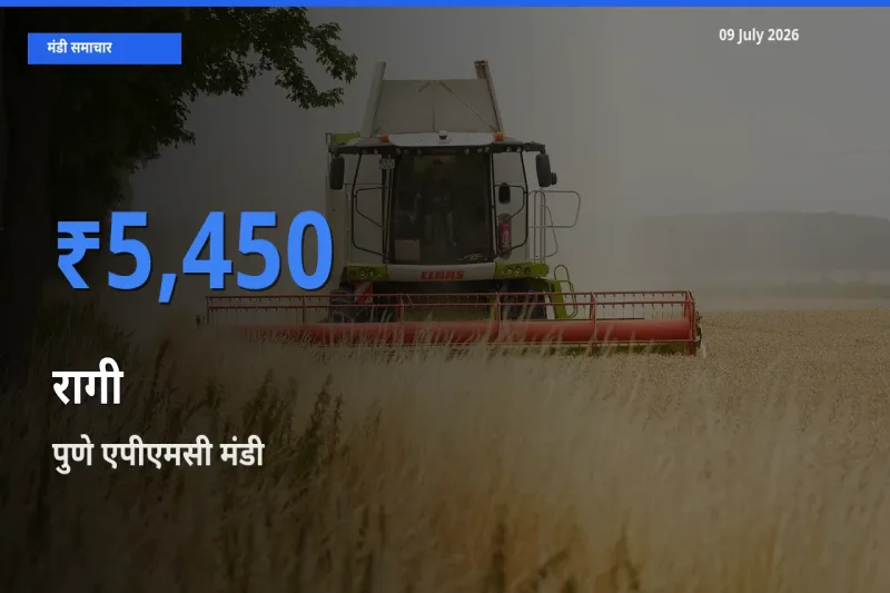 पुणे एपीएमसी मंडी में आज रागी के सबसे ऊँचे दाम दर्ज