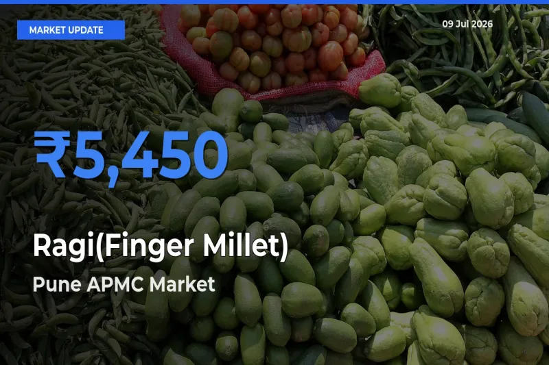 Market Watch: Pune APMC Becomes Top Mandi for Ragi(Finger Millet)