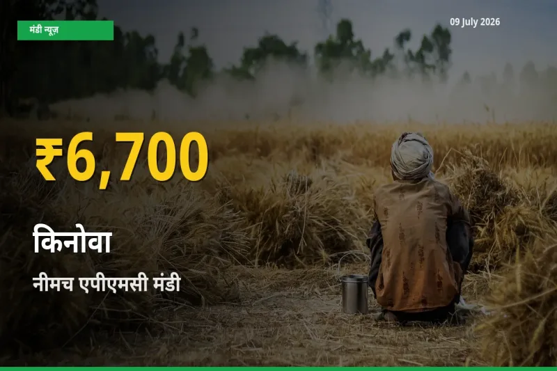किनोवा के दामों में रिकॉर्ड तेज़ी, नीमच एपीएमसी