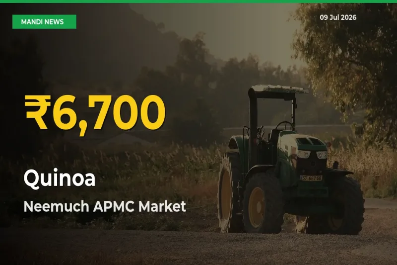 Why Quinoa Prices Are Climbing in Neemuch APMC – Today’s New High Explained
