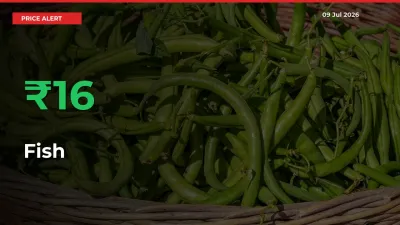Sharp Jump! Fish Prices Climb 15.5% in 24 Hours at Key Mandis