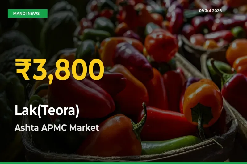 Lak(Teora) Prices Soar to Record High in Ashta APMC – Farmers Alert Today