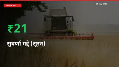 आज का मंडी भाव: सुवर्णा गद्दे (सूरन) के दाम मंडी में 20.78% ऊपर