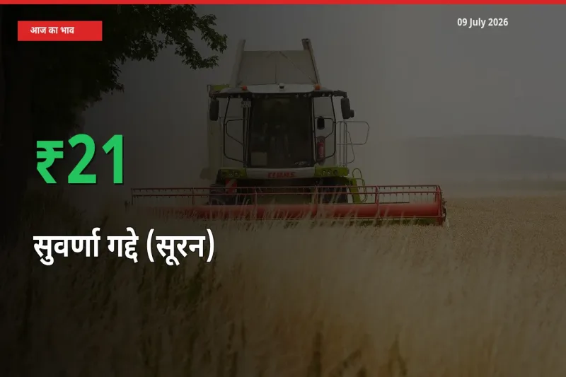आज का मंडी भाव: सुवर्णा गद्दे (सूरन) के दाम मंडी में 20.78% ऊपर