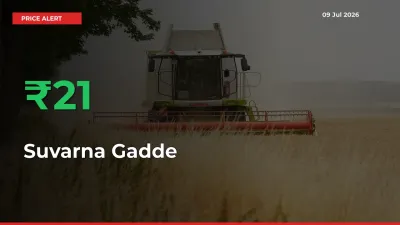 20.78% Spike in Suvarna Gadde Prices – Mandi Sees Sudden Rally