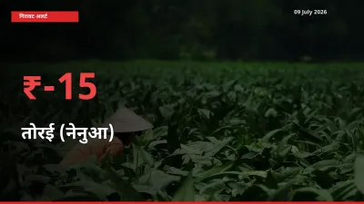 09 July अपडेट: तोरई (नेनुआ) के दाम मंडी में 15.1% गिरे