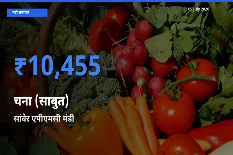 टॉप मंडी बना सांवेर एपीएमसी! चना (साबुत) के सबसे ऊँचे दाम यहीं दर्ज