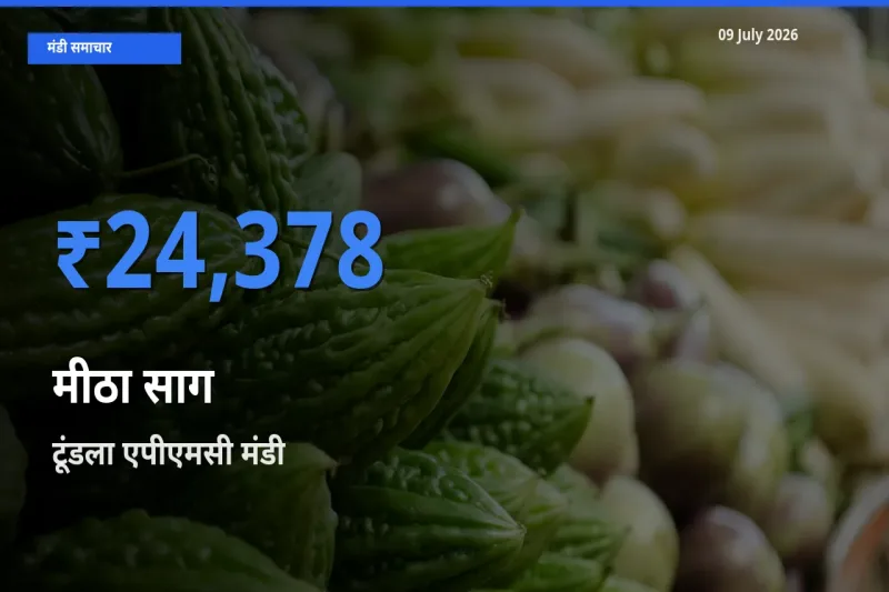 टूंडला एपीएमसी मंडी में आज मीठा साग के सबसे ऊँचे दाम दर्ज