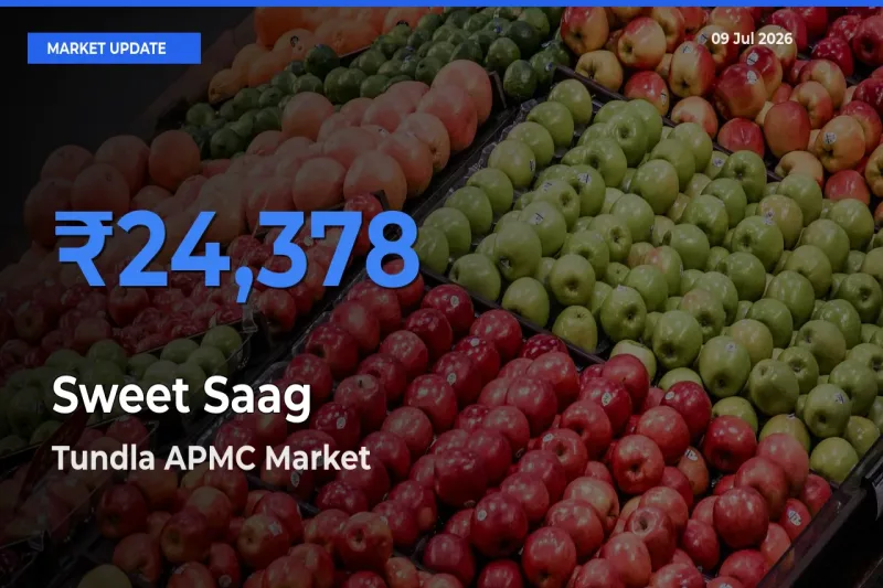 Tundla APMC Leads as Top Mandi for Sweet Saag Prices