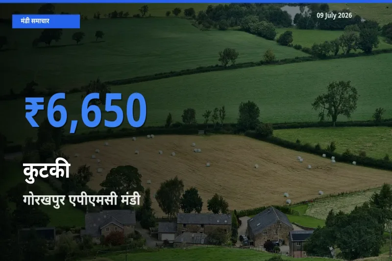 गोरखपुर एपीएमसी मंडी में आज कुटकी के सबसे ऊँचे दाम दर्ज