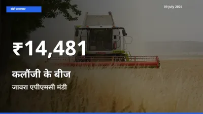 कलौंजी के बीज के दामों में गिरावट, जावरा एपीएमसी में 30 दिन का न्यूनतम भाव