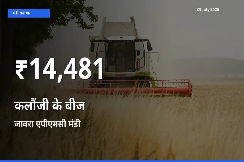 कलौंजी के बीज के दामों में गिरावट, जावरा एपीएमसी में 30 दिन का न्यूनतम भाव