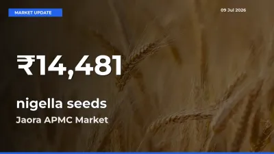 nigella seeds Mandi Rate Today: 30-Day Low Recorded in Jaora APMC